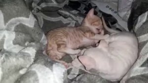 Канадские малыши