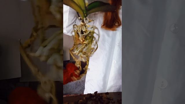 Пересадка Орхидеи в мох сфагнума 🌺🍃 смотреть онлайн