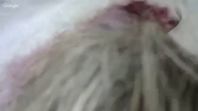 Мокрое валяние ✿ Варежки из шерсти