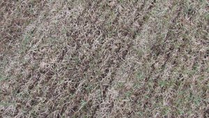 Уход за газоном весной. Скарификация (прочесывание) газона весной | Про Сад с Любовью