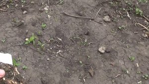 Кап клена ясенелистного!