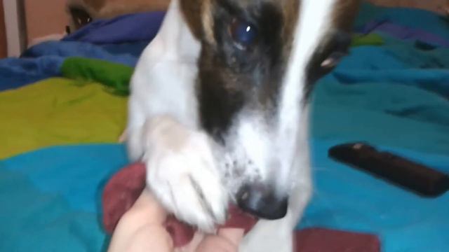 Бизнес по собачьи. Собака и носок. смотреть онлайн