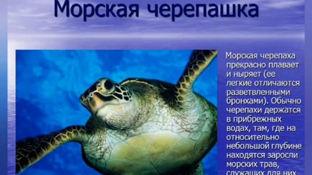 Экологический репортаж «Море, море – мир бездонный»