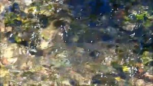 Жюль Массне Размышление из оперыТаис- Леонид Коган (скрипка)