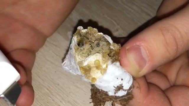 Вскрытие кокона паука - Птицееда смотреть онлайн