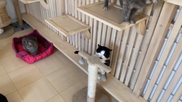 Кошкин Дом смотреть онлайн