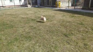 Мальчишка малый шпиц