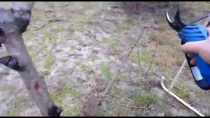 Обзор пневматического секатора. Режу сад пневматическим секатором. Будьте осторожны при работе .