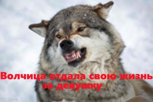 Истории о волках. Волчица ценою своей жизни вступилась за девушку. Аудио рассказы.