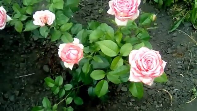 Восхитительные лилии, начало повторного цветения роз. Часть первая. смотреть онлайн