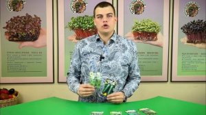 ИДЕАЛЬНЫЕ салатные ОГУРЦЫ от агрофирмы Семко