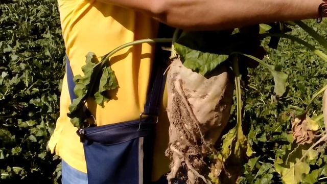 Обработка Ривермом сахарной свеклы Дождей не было 40 дней Польша FILM смотреть онлайн