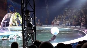 Московский цирк на воде. Выступление морских котиков.