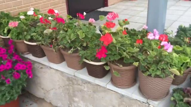 ?ЦВЕТОЧНАЯ КРАСОТА? Обзор Петунии и Пеларгонии ? смотреть онлайн