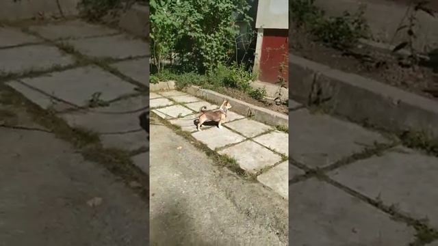 Гуччи чихуахуа щенок продажа