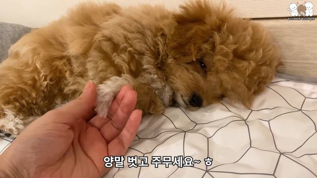 예민한 아기 강아지를 가족으로 맞이한다는건.. (힐링영상)