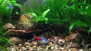 Аквариум 160 литров. 1,5 года.