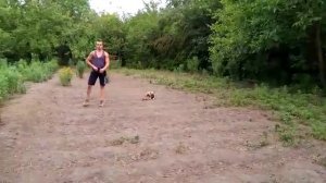 Дрессировка стаффордширского терьера