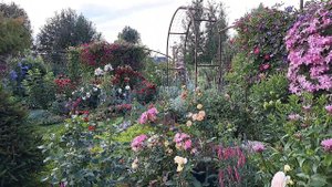 Обзор сада. Клематисы и розы. 2 часть.