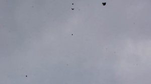 Голуби СВГ Сапон Михаила. Донецк. Самоподъём. 27 Января 2021г