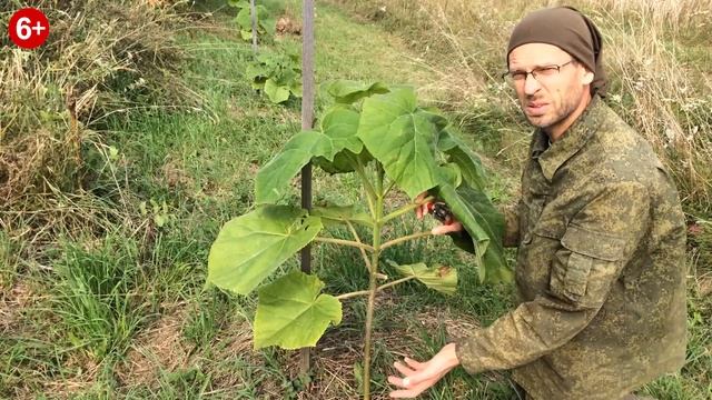 Подготовка Павловнии к зиме. Аллея Павловнии.