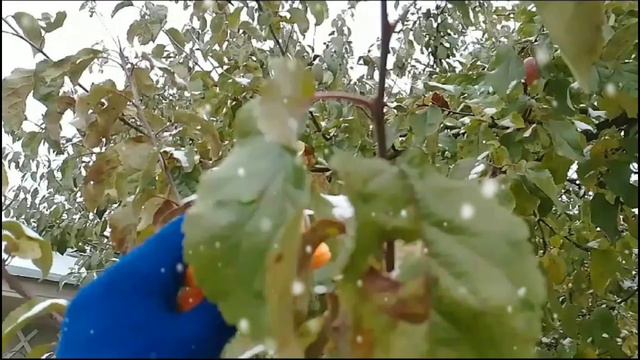 TCC и друзья🐱//Первый снег на даче❄ смотреть онлайн