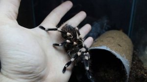 Spiders House о пауке птицееде Acanthoscurria geniculata краткое описание (Паук Птицеед)