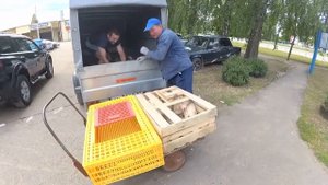 Куры- несушки с птицефабрики.
