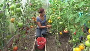 6 соток 9 августа 2023 года. Хроника.