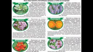 Растения в медицине, фитотерапии и косметологии