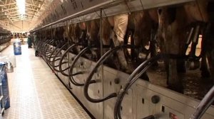 Современный коровник в Вощажниково