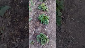 Клубничные кусты. Как определить возраст клубничных усов?