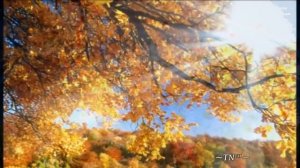 ВОТ И ЛЕТО ЛЮБВИ ПРОЛЕТЕЛО, автор Татьяна Никитина