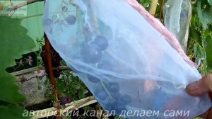Виноградник осенью.Уход за виноградом осенью.Как ухаживать за виноградом.Подкормка винограда.