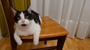 So funny Animals! Funniest Cats! Кот нашкодил и залез на стул!) Смешно!) Позитив!)