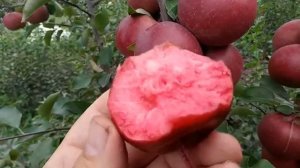 Красномясая яблоня сорт летний Тринити