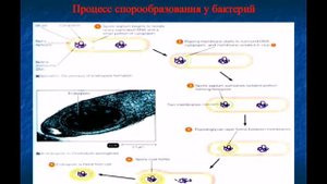Морфология, структура и химический состав бактерий, спирохет, хламидий, грибов микоплазм Микробиоло