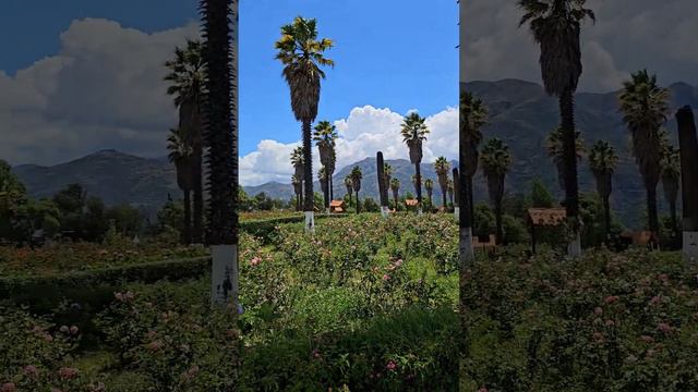 Campo de Rosas de Yungay, com vista para as 4 palmeiras que sobreviveram ao terremoto e avalanche