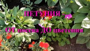 ПЕТУНИЯ - ОТ посева ДО цветения