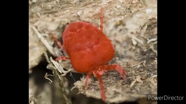 Клещ краснотелка бархатный смотреть онлайн