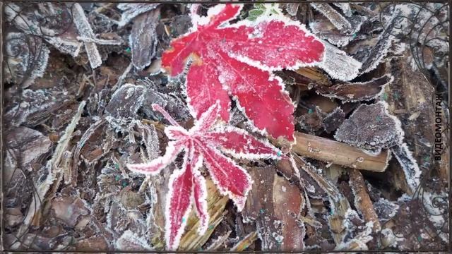 С днем рождения женщине! Красивое поздравление с днем рождения в НОЯБРЕ смотреть онлайн