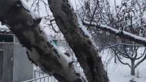 Железный купорос для деревьев
