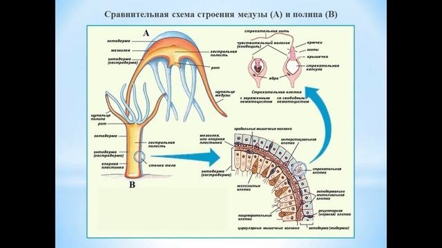 Животные (Часть 12) -  Тип Кишечнополостные