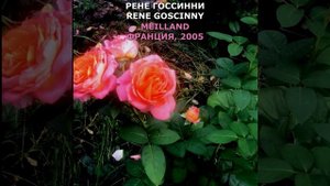 Роза Рене Госсинни в моем саду 6.08.21. Rene Goscinny Rose in my garden. Meilland, 2005, #shorts