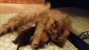 Iris's Rare All Solid Chocolate Persian Newborns - Day 3 - Victorian Gardens Cattery