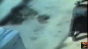 Песни Афгана. "Афган" -Геннадий Федоров