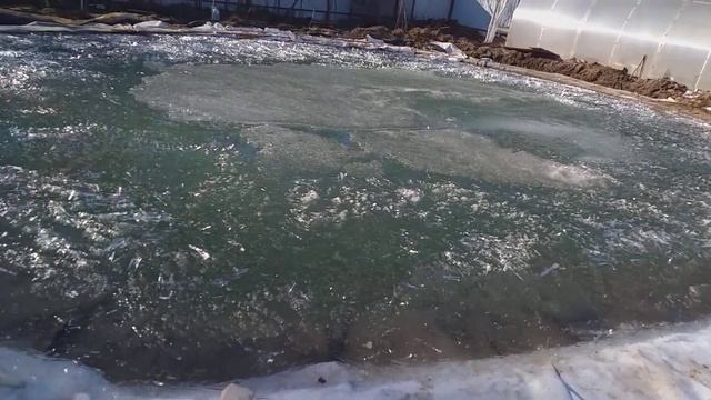 Самодельный Пруд на Участке с Винилитовой пленкой. После зимы 2021 смотреть онлайн