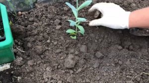 Посадка Эустомы в грунт на ПМЖ.