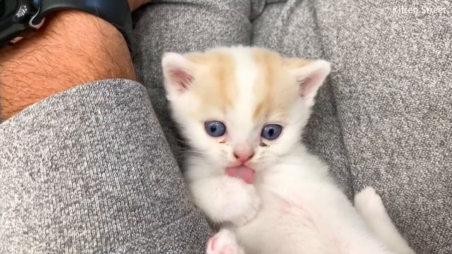 Kitten Willie washes his paw in the hands of dads смотреть онлайн