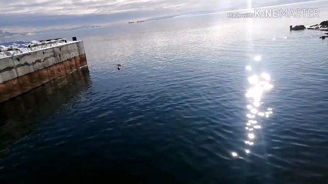 Лежбище сивучей (СЕВЕРНЫЕ МОРСКИЕ ЛЬВЫ)